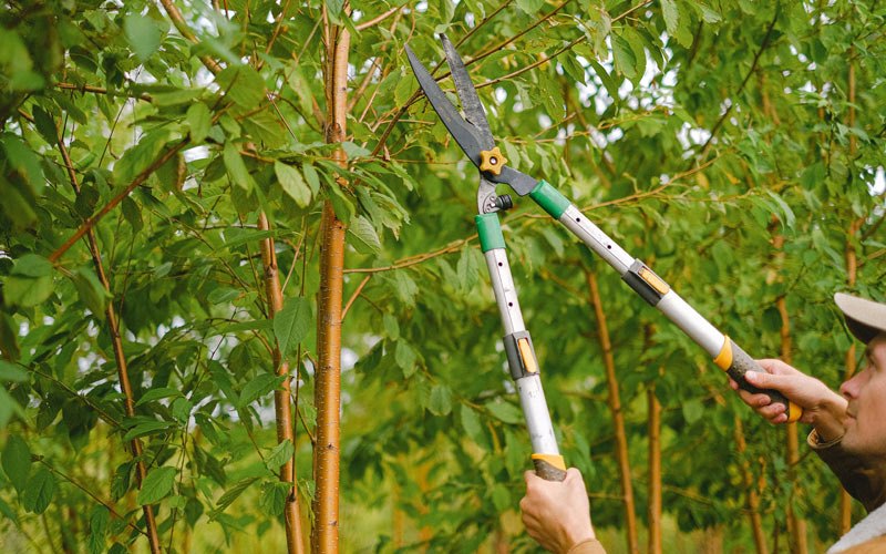 Tree trimming in Athelstane, WI