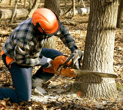 Tree Removal in Athelstane, WI